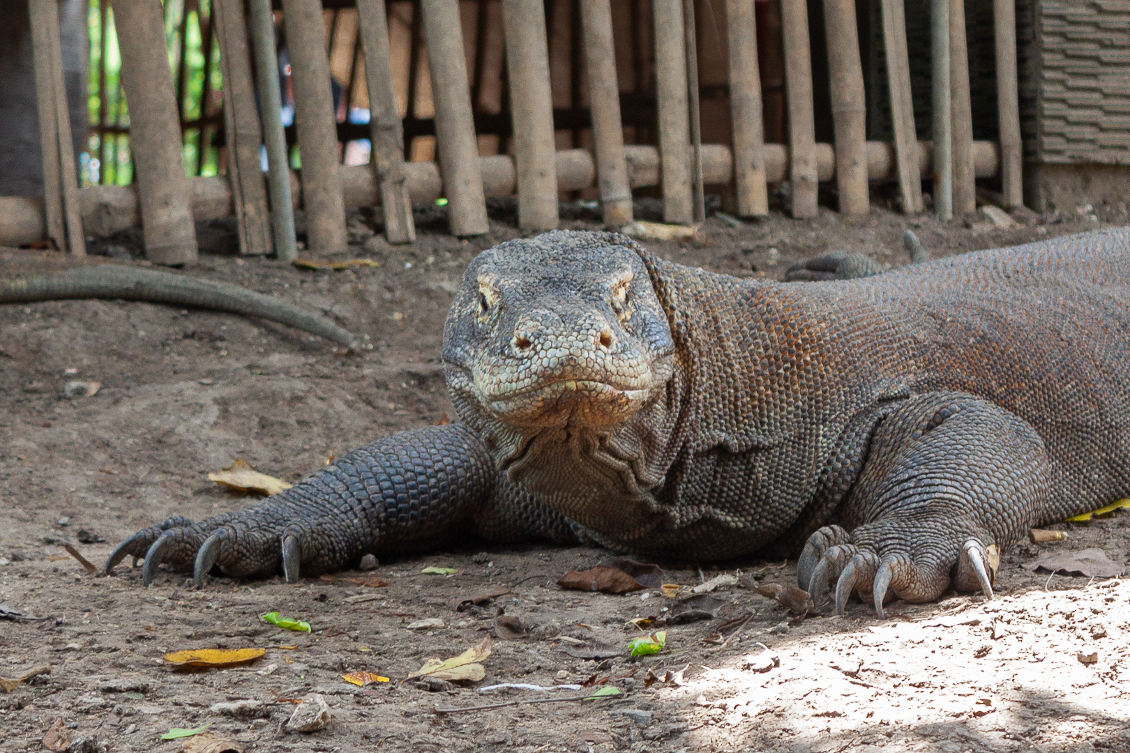 COMMENT ALLER VOIR LES DRAGONS DE KOMODO